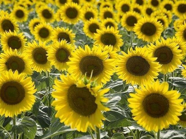 Yağlık ayçiçeği tohumu ithalatında gümrük vergisi yüzde 5'e düşürüldü