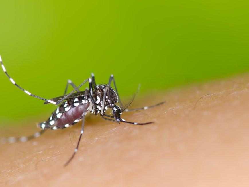 Bilim insanları açıkladı: Neyin sivrisinekleri çektiğini keşfettiler