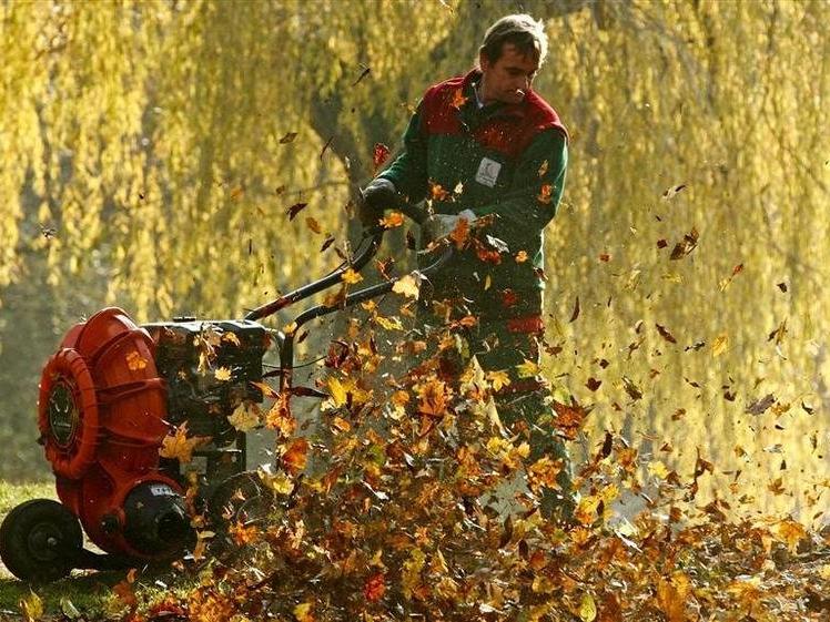Hollanda'da bir belediye sonbahar yapraklarının temizlenmesini istemiyor