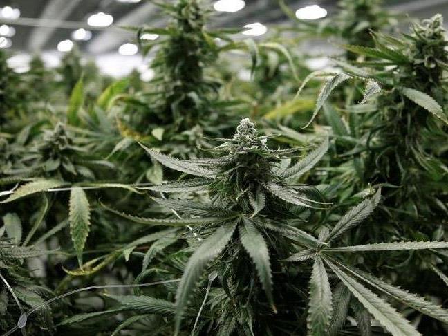 Almanya esrarı yasallaştırıyor