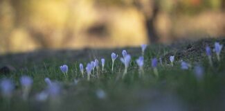 Munzur Vadisi'nde vargit zamanı