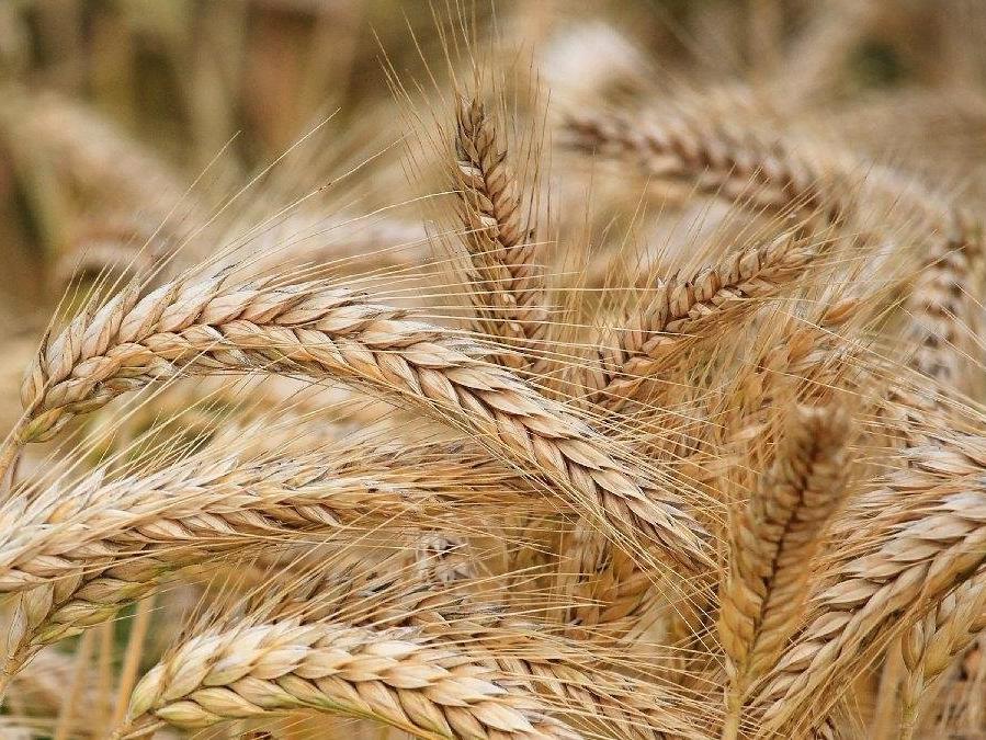 Rusya'nın tahıl anlaşmasına geri dönmesiyle buğday fiyatlarında düşüş