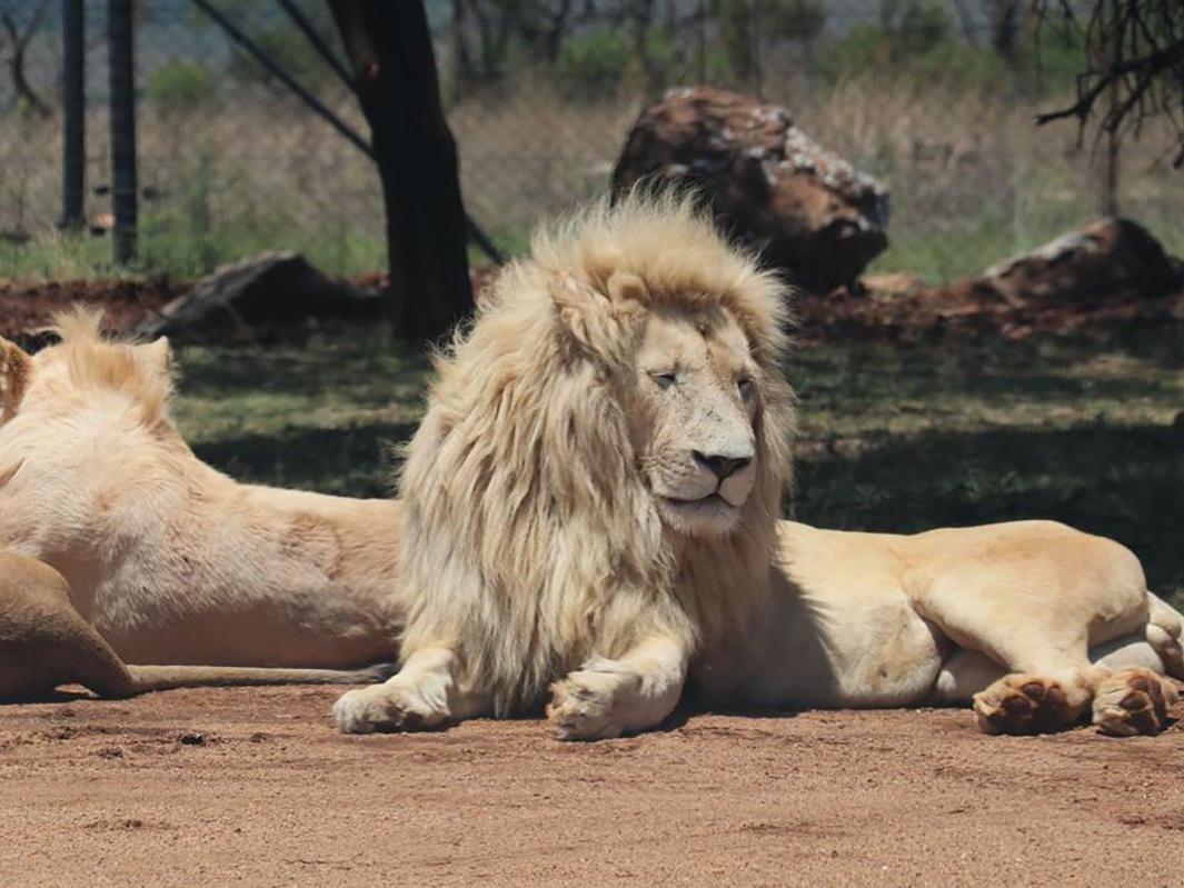 İnsanlar 8-60 bin dolar verip, 4 bin 176  aslanı öldürdü