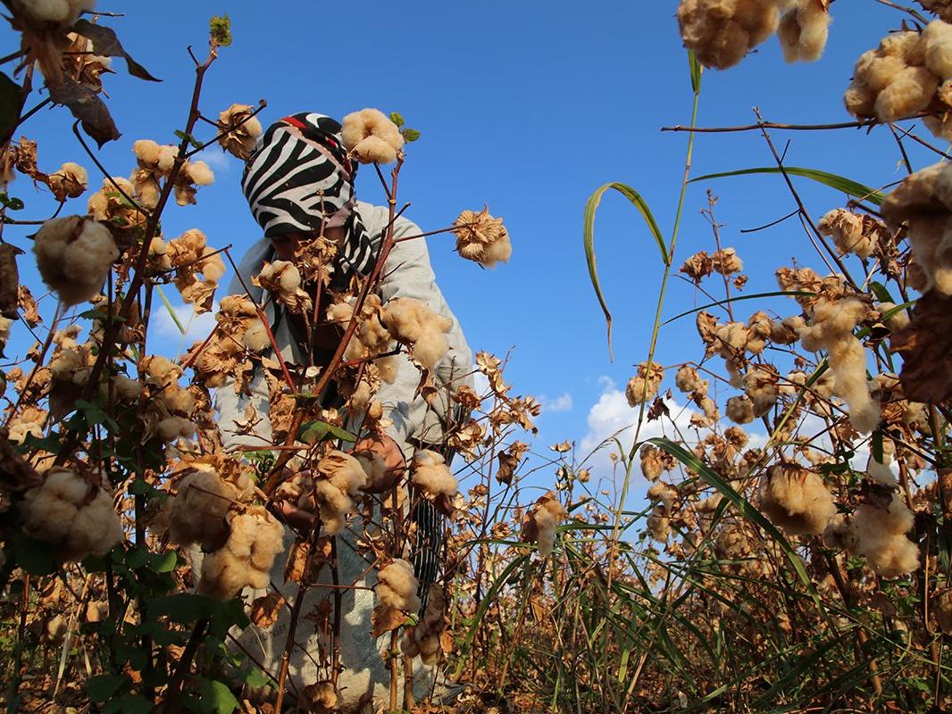 Şanlıurfa'da renkli pamuk dönemi