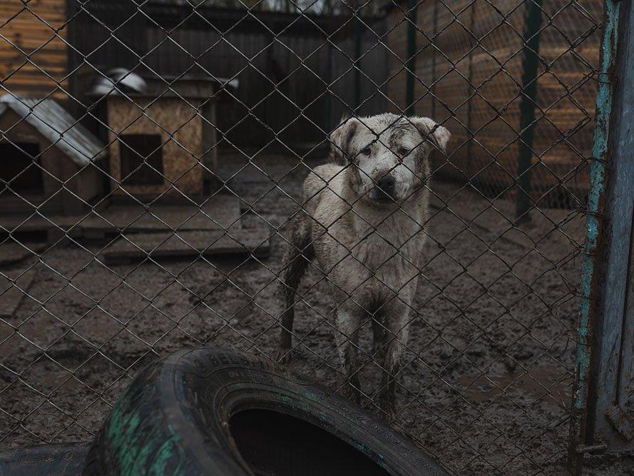 Hayvan barınakları artık ormana yapılacak