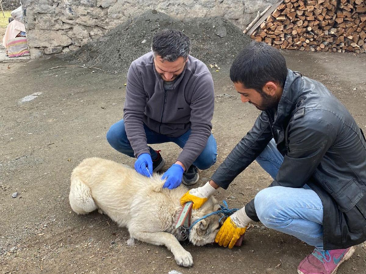 Kuduz alarmı verildi, köy karantinada