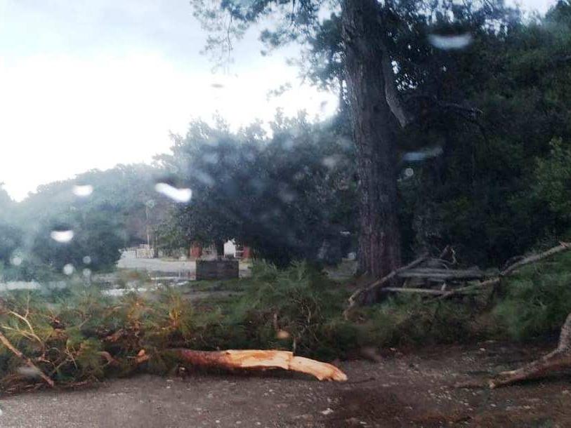 Milli Park müdürü ağaç kesti, görevden alındı