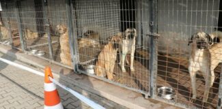 Odunpazarı Belediye Başkanı: Barınakta bu yıl 134 köpek öldü