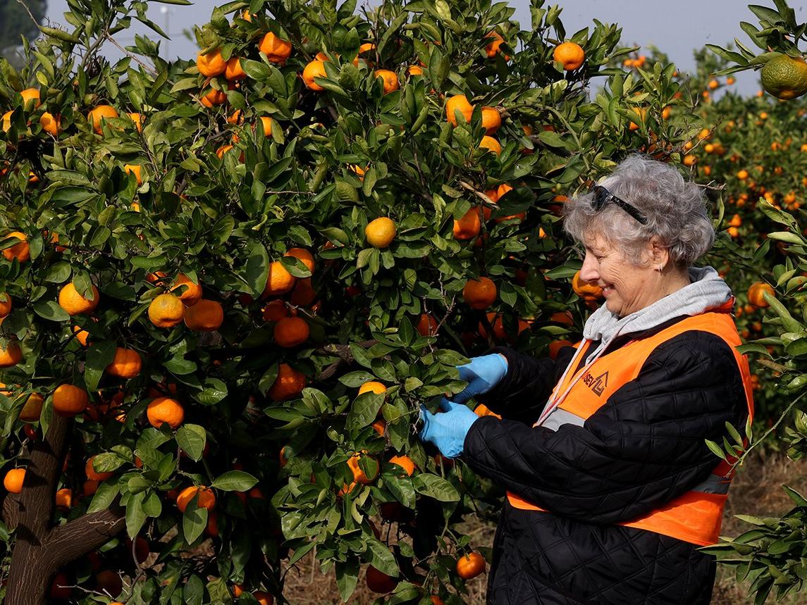 LÖSEV çiftliğinde hasat zamanı