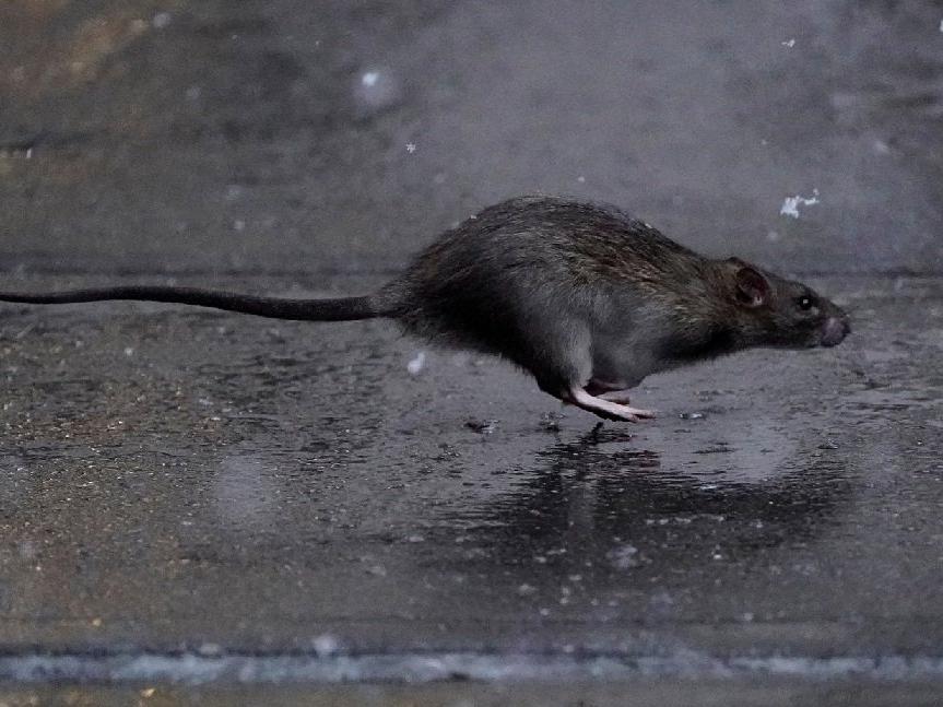 ABD ve Avrupa'da fare istilası: Her yerden çıkıyorlar, halk panik içinde