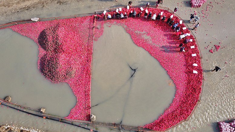 Kadirli turpunda hasat zamanı