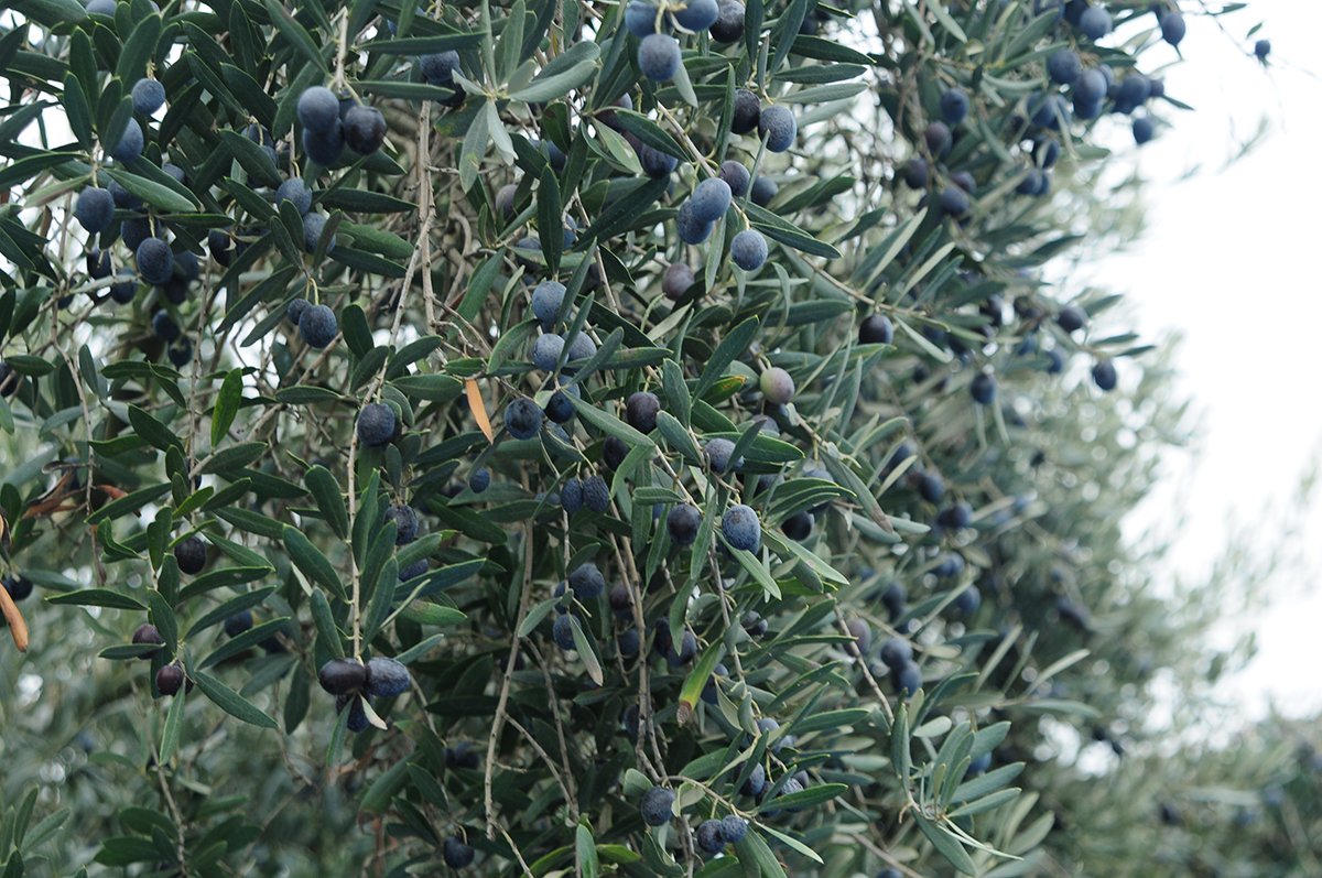 Gemlik zeytininin 'yağhane' yolculuğu başladı
