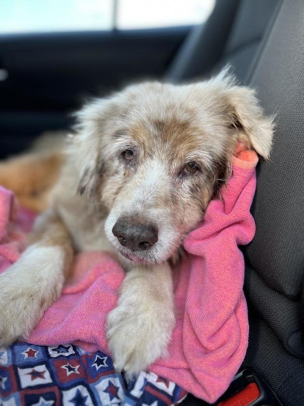 ABD'de bir köpek kaybolduktan 7 yıl sonra sahiplerine kavuştu