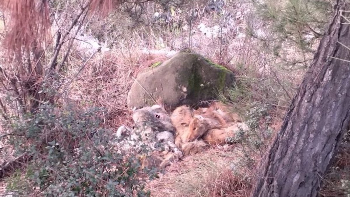 Karabük'te 7 köpeğin çöplükte ölü bulunmasına inceleme