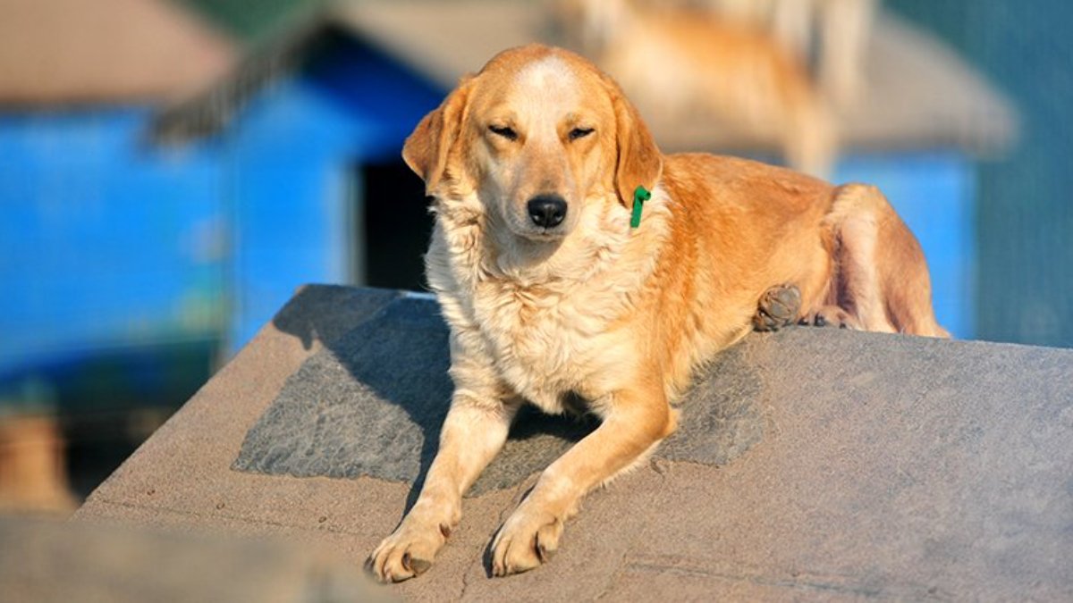 Çip süresi doldu, hayvan terkleri arttı!