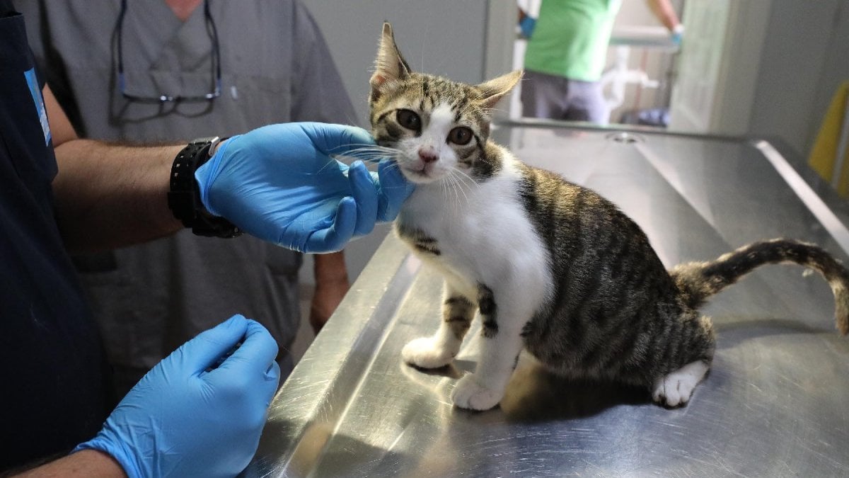 Kayıt altına alınan ev hayvanı sayısı belli oldu