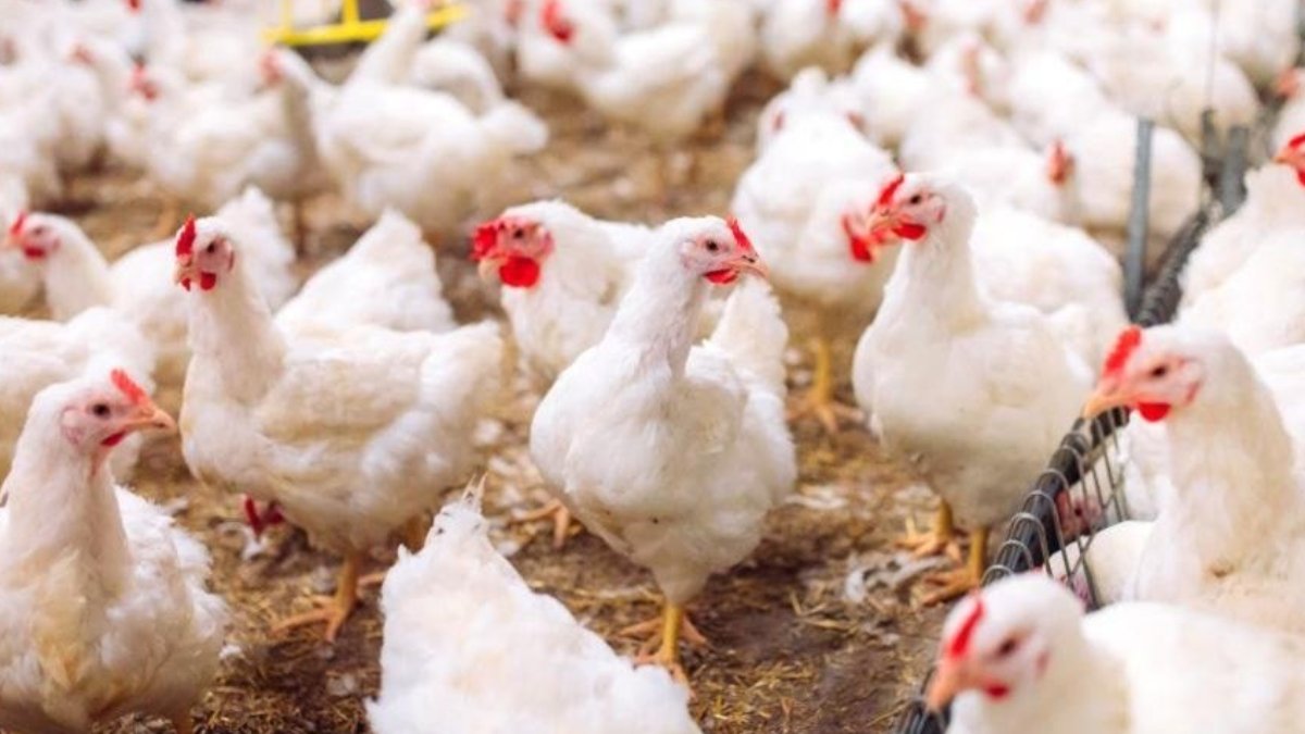 Danimarka'da kuş gribi nedeniyle 50 bin tavuk itlaf edilecek