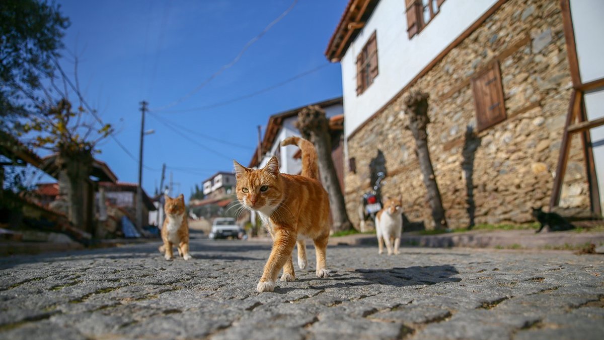 Dünyanın en iyi köylerinden biri: Birgi