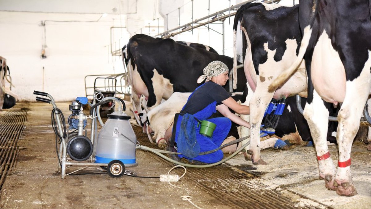 Yetiştiricilerden süt ineklerinin kesime gitmemesi için önlem talebi