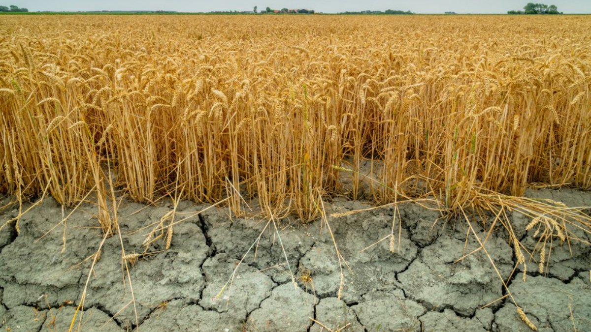 Tarlalarda kuraklık krizi: Kayıp yüzde 40'ları aşabilir