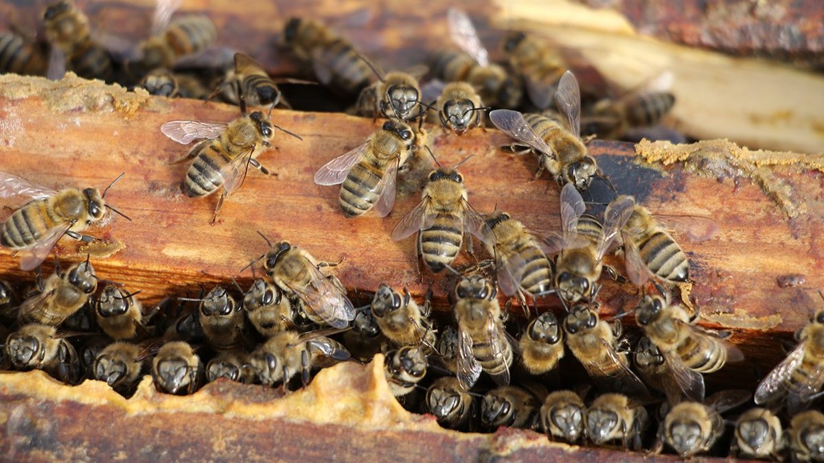 Bal arılarının ömrünü kısalıyor