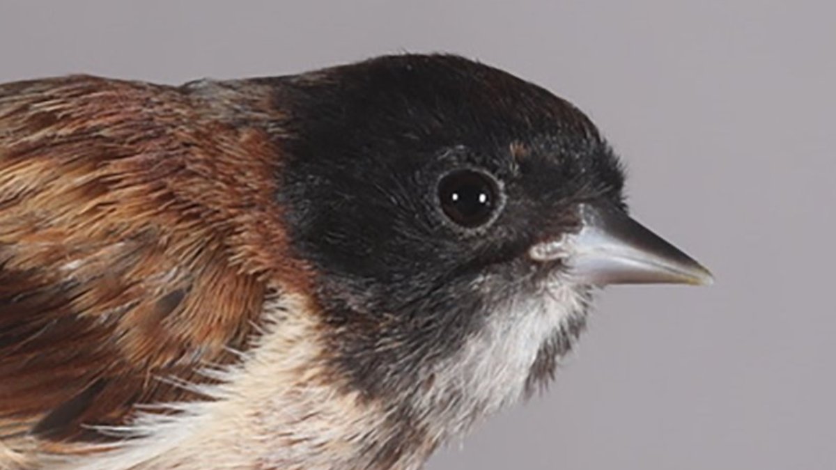 Karabaşlı çulha kuşu, Türkiye'nin 498. türü olarak kayıtlara girdi