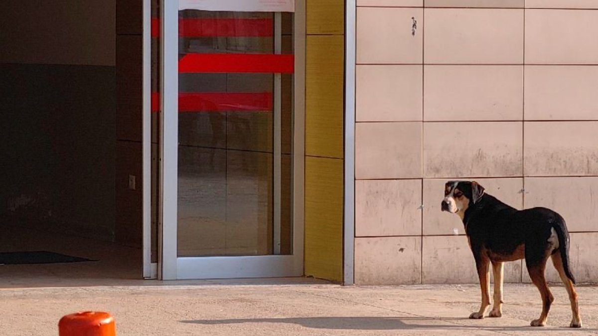 3 ay önce sahiplenmişti, hastane kapısından ayrılmadı