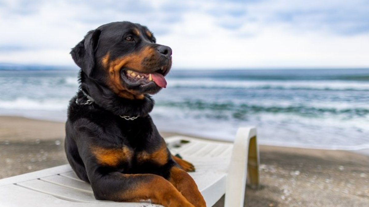 Yarım milyon köpek incelendi... Bu köpekler sakatlanmaya daha yatkın