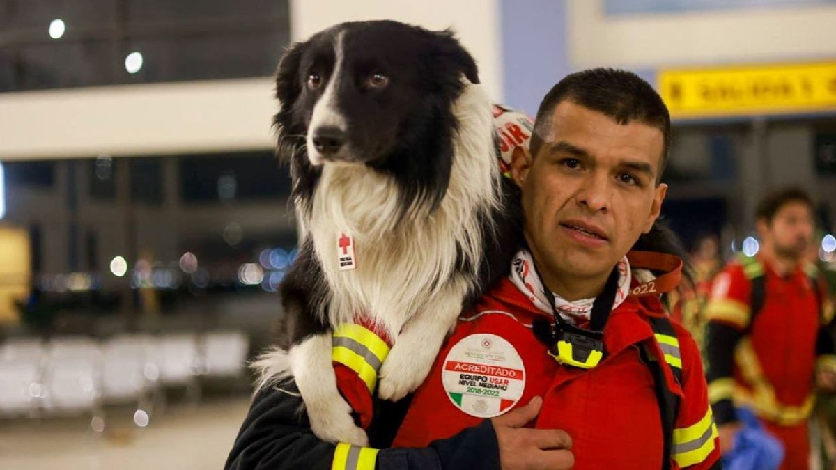 Meksika'nın kahraman arama-kurtarma köpekleri Türkiye'ye gönderildi
