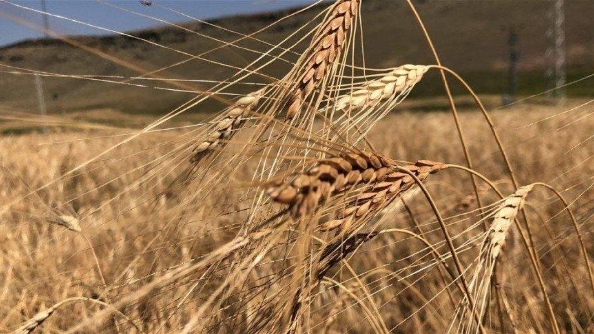 Buğday fiyatlarında 6 hafta sonra zirve