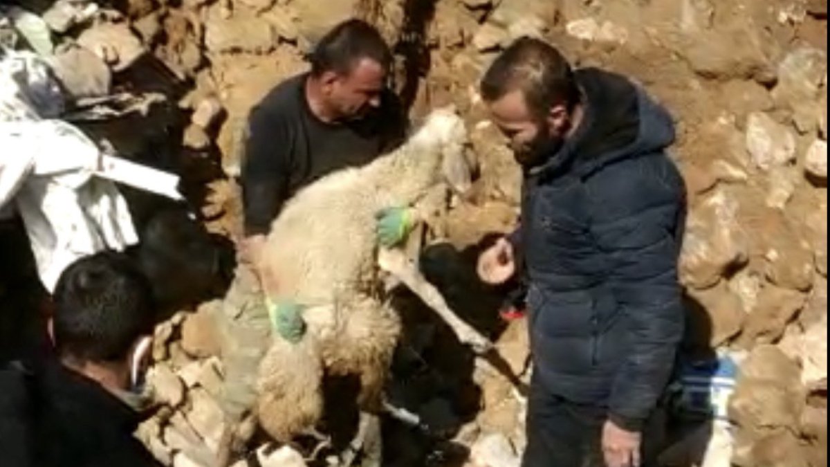 İki koyun depremin 17. gününde enkazdan canlı çıkarıldı