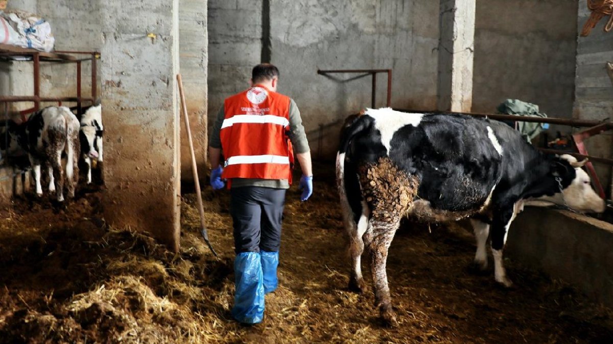 Deprem hayvanlarda strese bağlı ölü doğumlara neden oldu