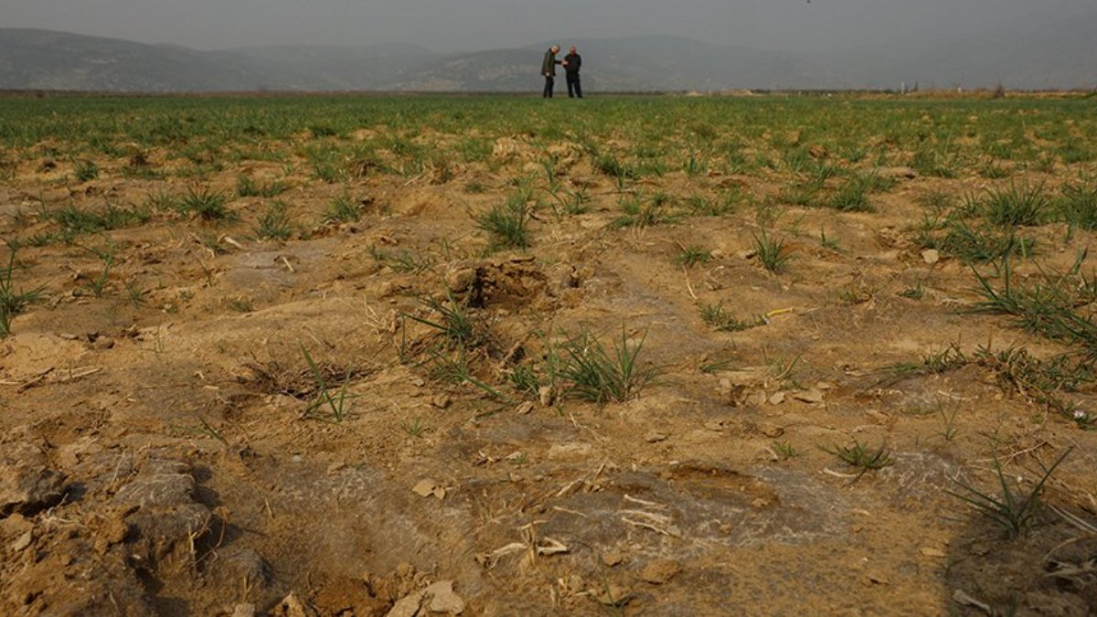 Kuraklık yaşanan İzmir'de çiftçi tahıl rekoltesinden endişeli