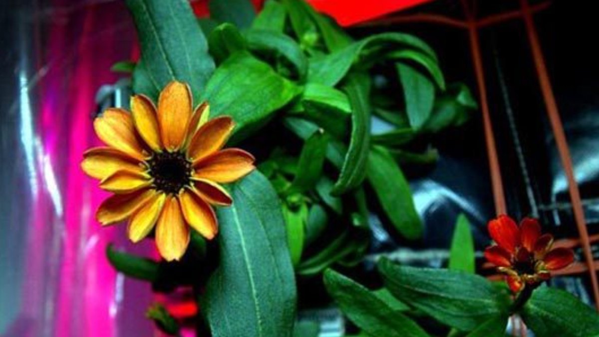 Uzayda yetişen ilk çiçek: Kirli hanım çiçeği