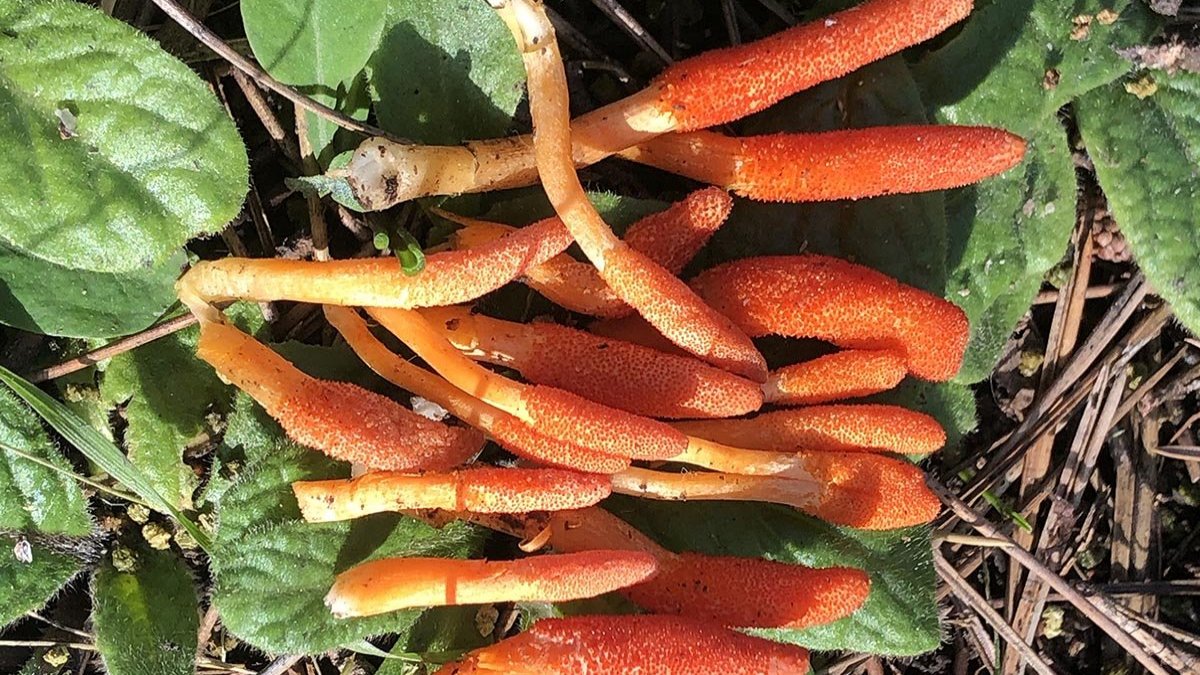 uzun yemiş bitkileri zombilere karşı