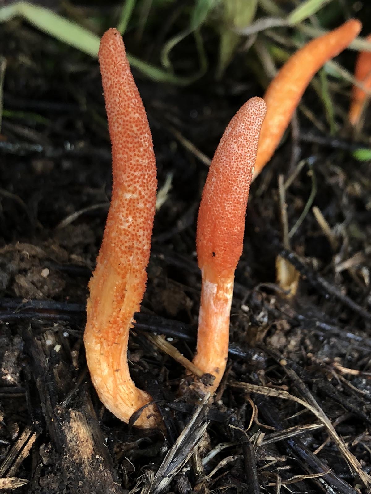 uzun yemiş bitkileri zombilere karşı