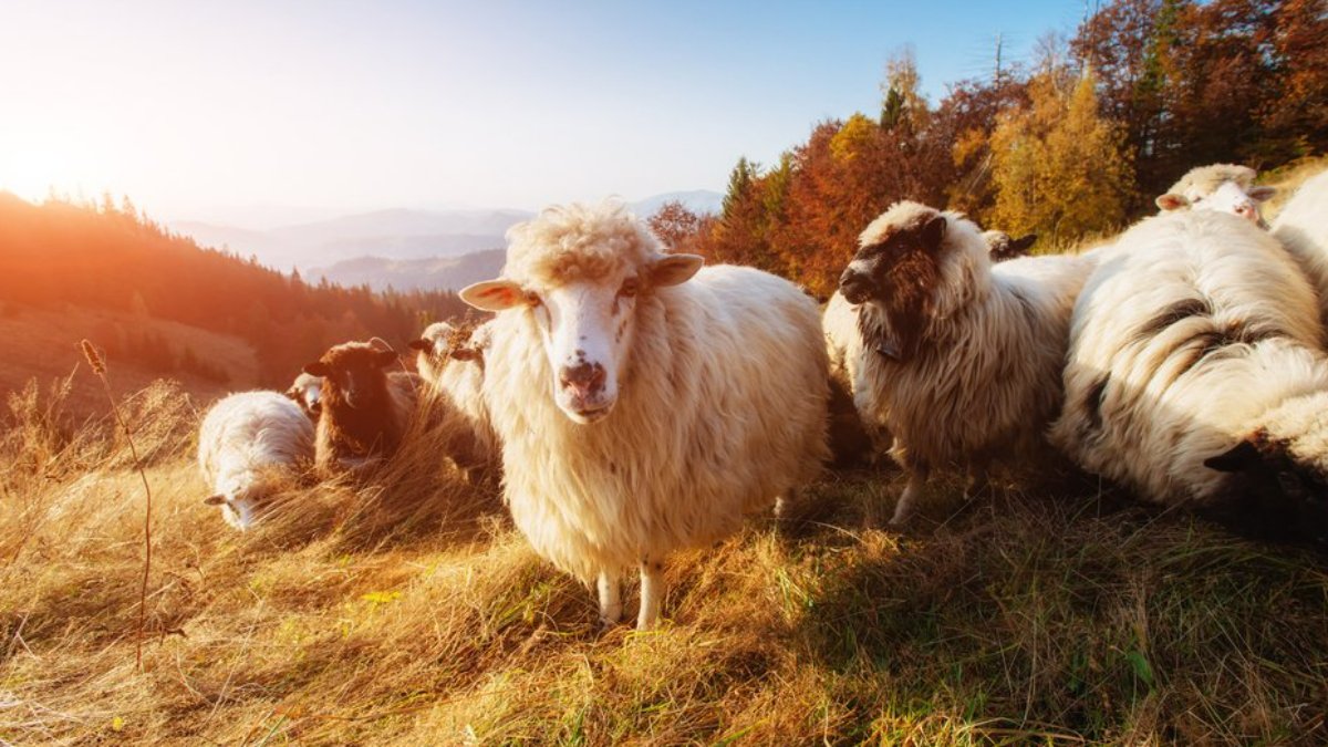 Bilimsel araştırma: Strese karşı koyun terapisi