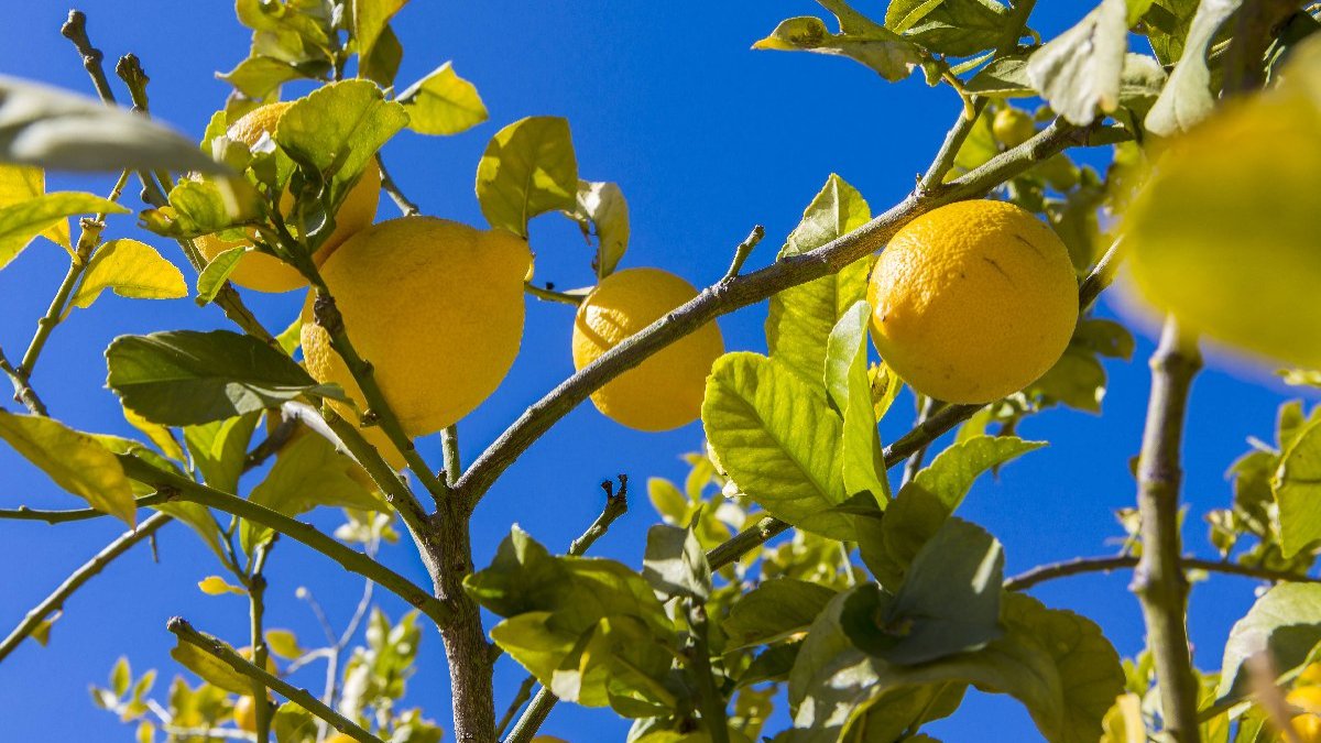 Adanalı çiftçiler isyan etti: Doğalı varken neden asitten limon sosuna izin veriyorsunuz