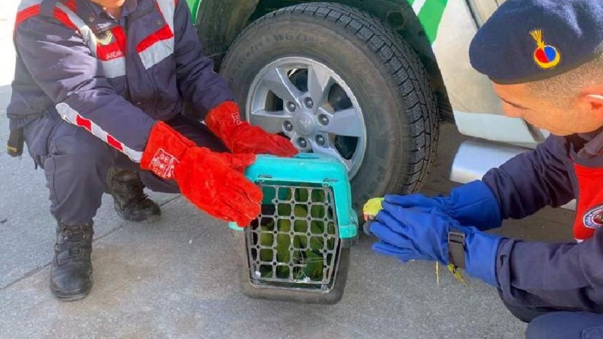 Bagajdan 9 papağan çıktı: On binlerce lira ceza...