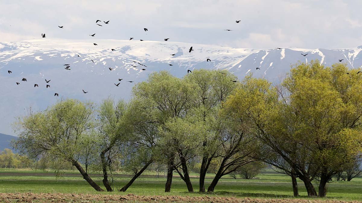 Muş Ovası'nda 400 kuş türü kayıt altına alındı