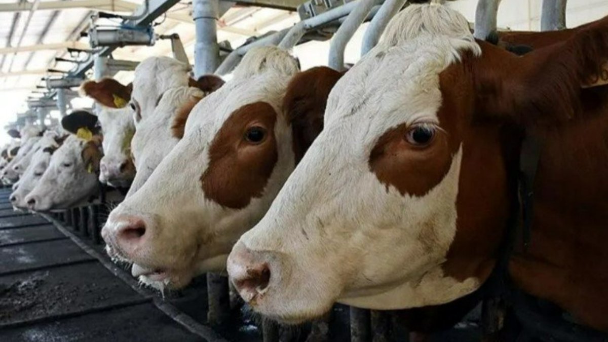 Toplanan süt miktarı arttı, beyaz et üretimi azaldı