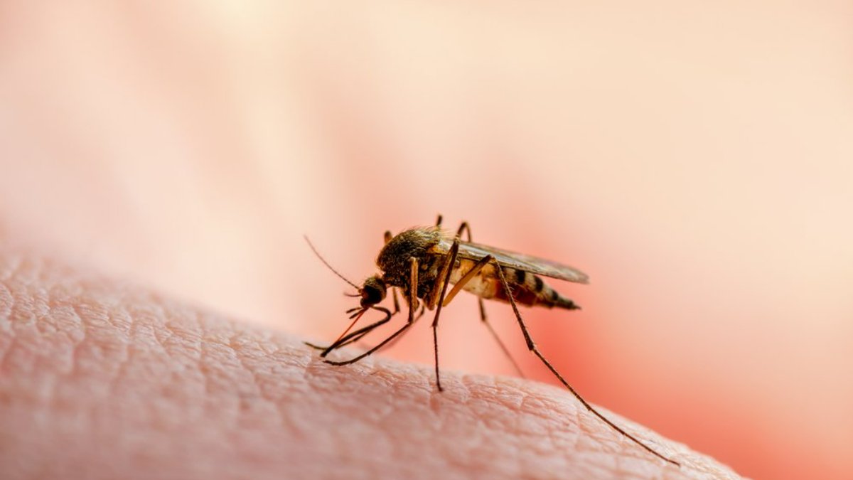 İtici buldular: Sivrisinekleri uzaklaştırmak için ideal koku