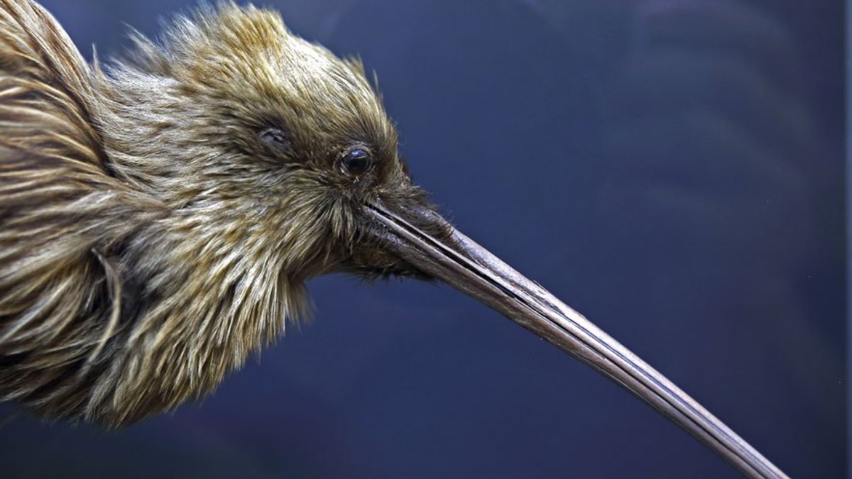 ABD ve Yeni Zelanda arasında kuş krizi