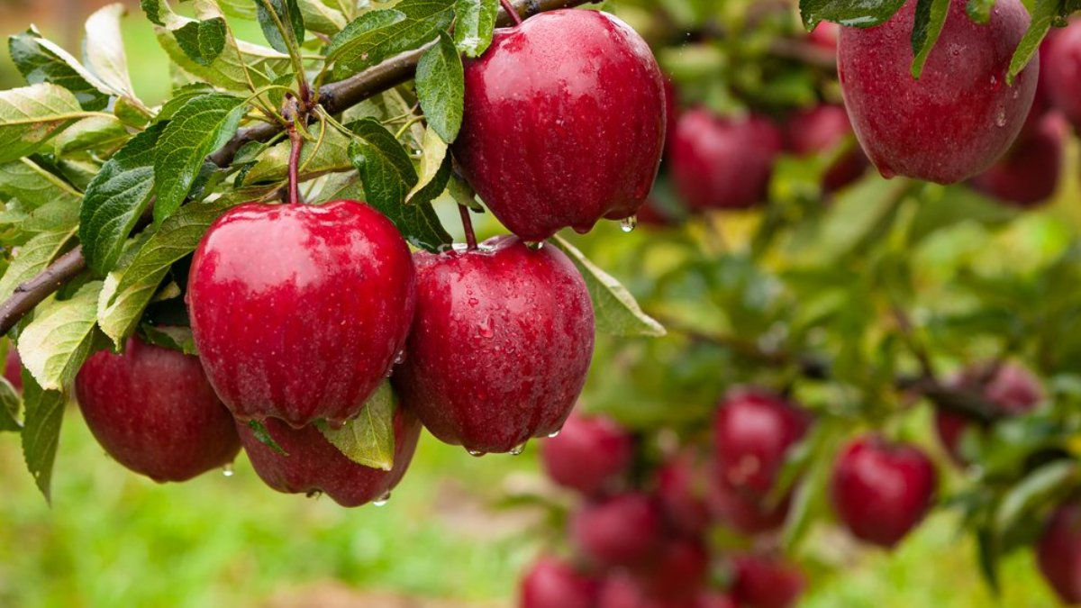 Bilimsel araştırma: Günde bir elma gerçekten de doktoru uzak tutuyor