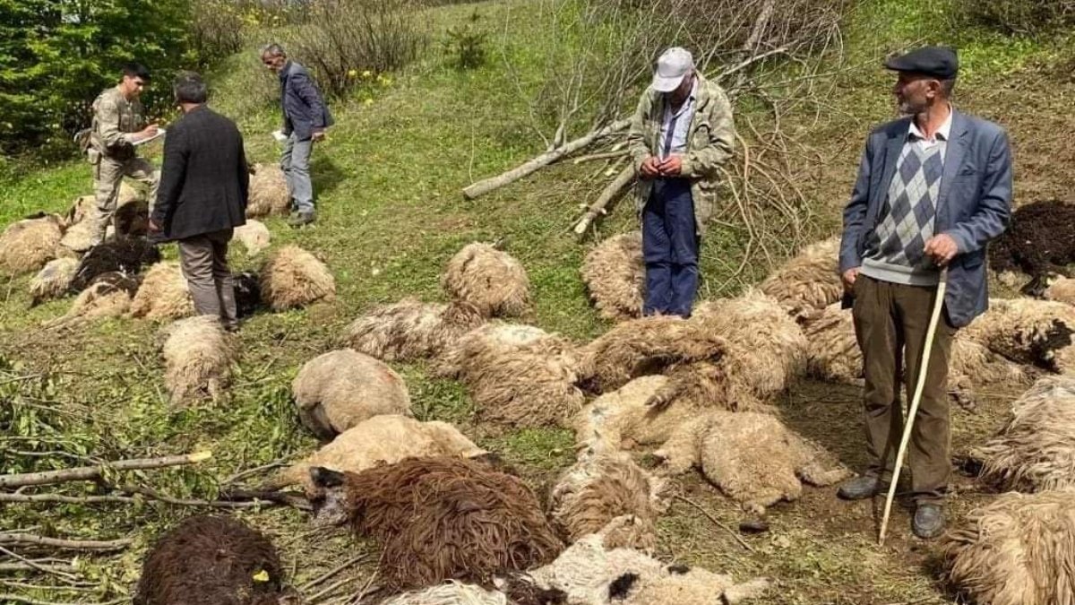 Ayılar 76 koyunu öldürdü