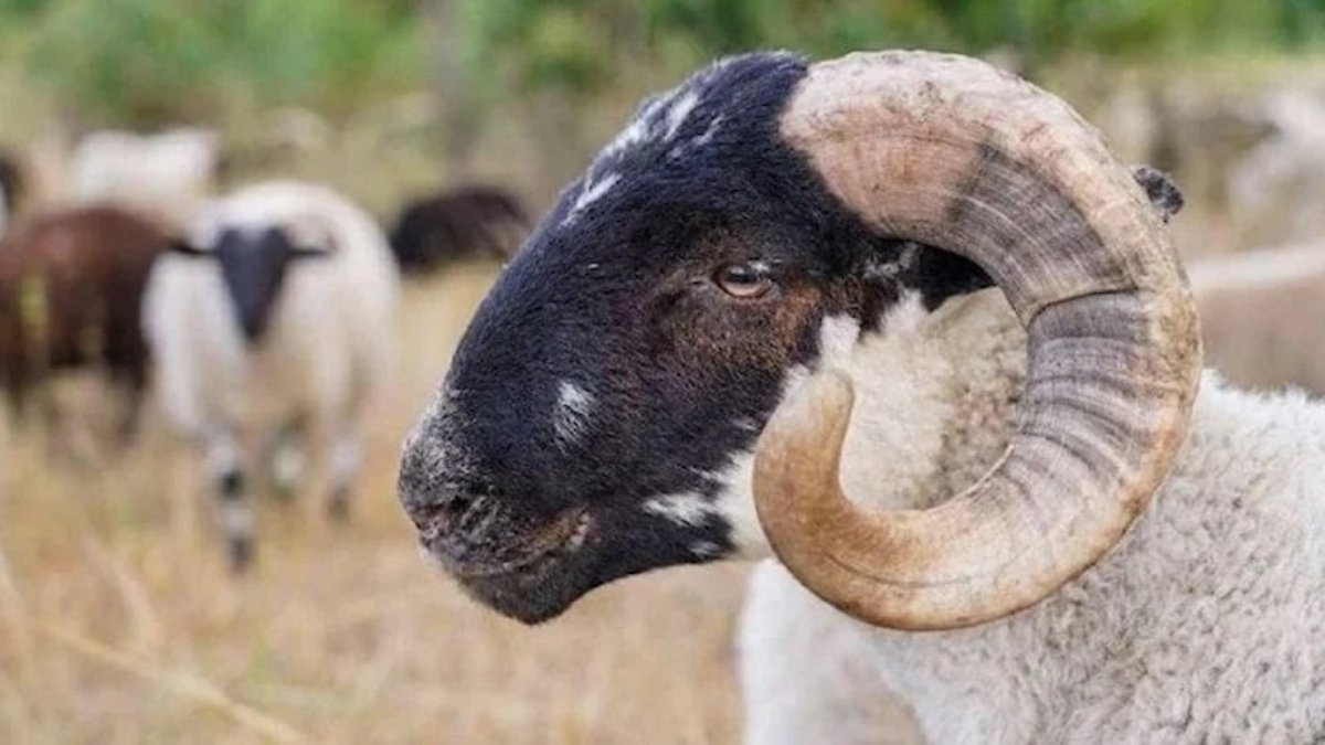 Kurban fiyatları 2023 ne kadar? Küçükbaş, büyükbaş kurbanlık fiyatları…