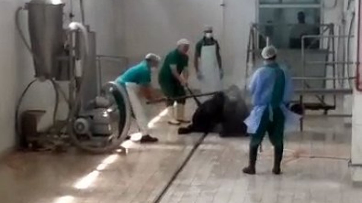 Et ve süt kurumu'nun kombinasinda dehşete düşüren görüntü: kovuldular