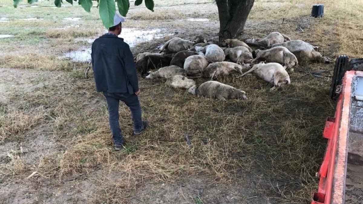 Ceviz ağacının altındaki sürüye yıldırım düştü, 20 koyun öldü