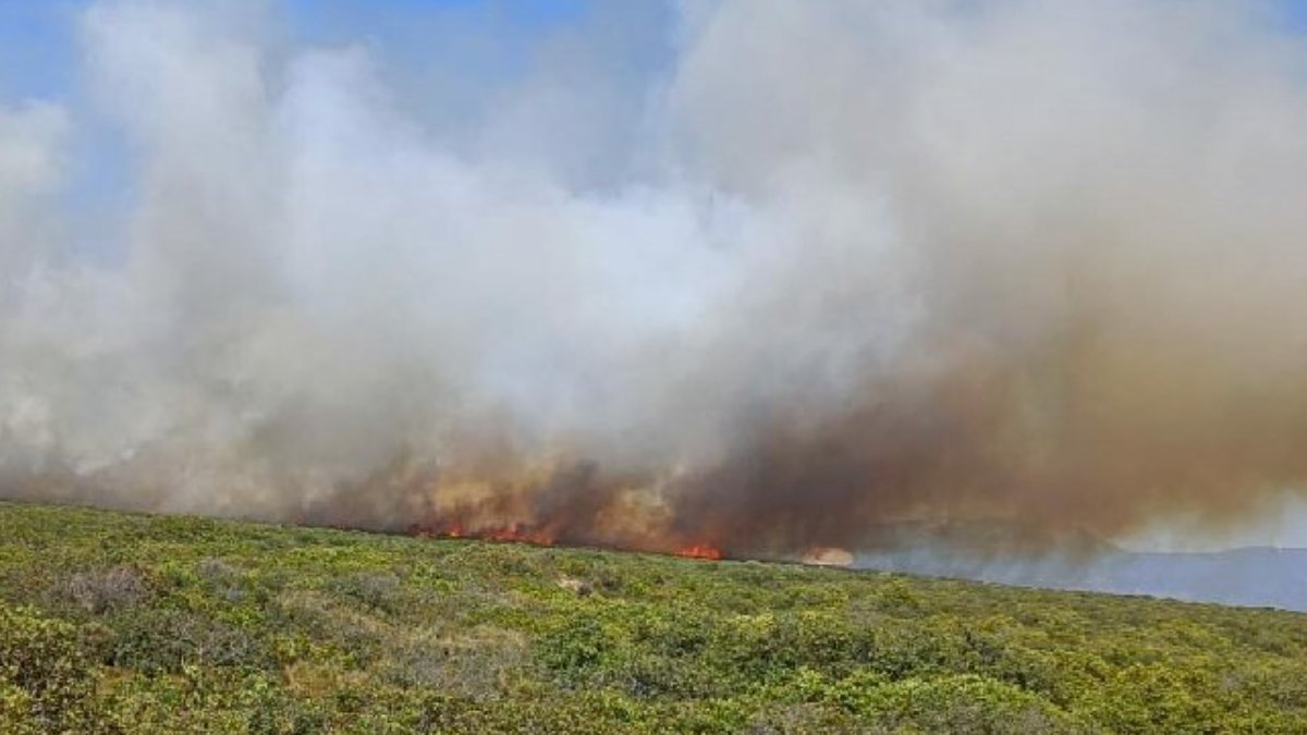 Didim ve Milas'ta orman yangını