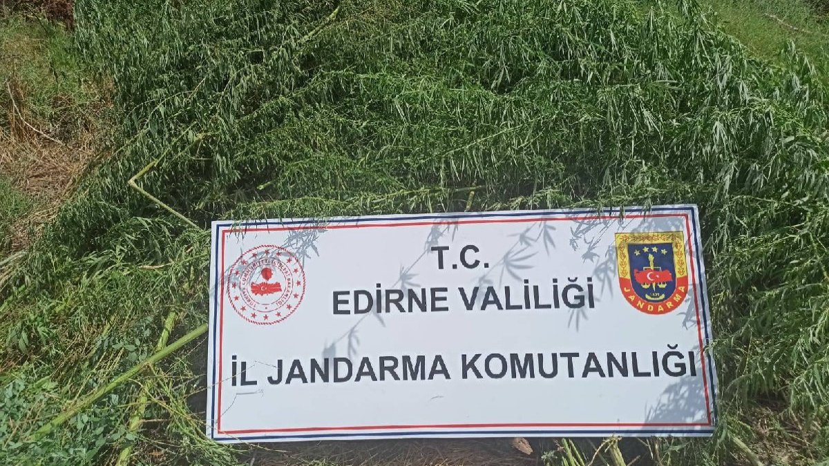 Mısır tarlasına 26 bin kök kenevir ekmişler